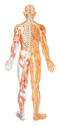 nervovy-system